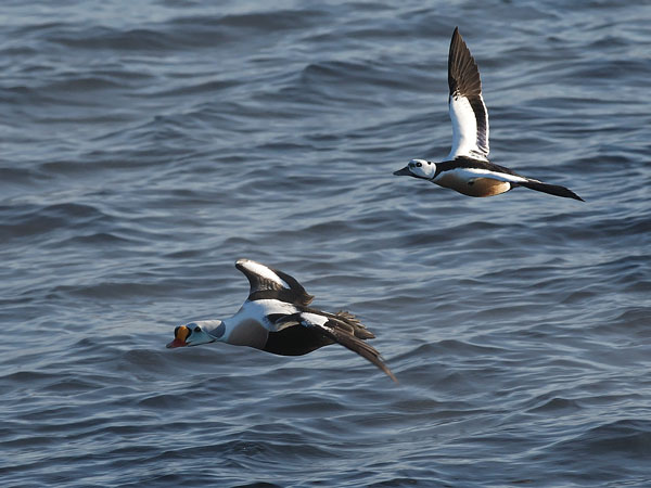 Kyhmyhaahka, King Eider, Somateria spectabilis